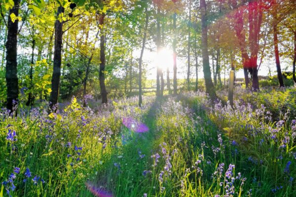 A woodland area with flowers sun shining through the trees